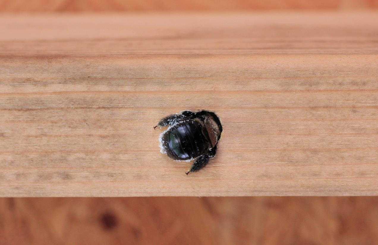 A carpenter bee bores into a piece of unpainted wood. 