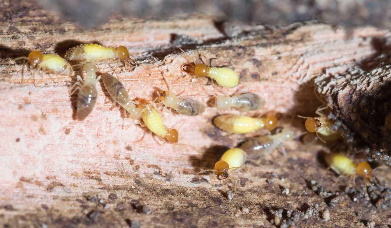 multiple termites crawling around on a piece of damaged wood