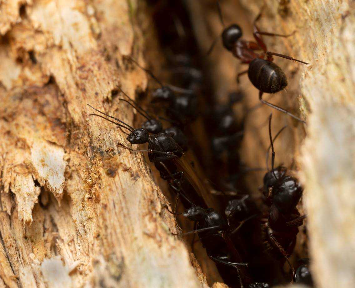 Carpenter ants cluster in a wooden crevice.