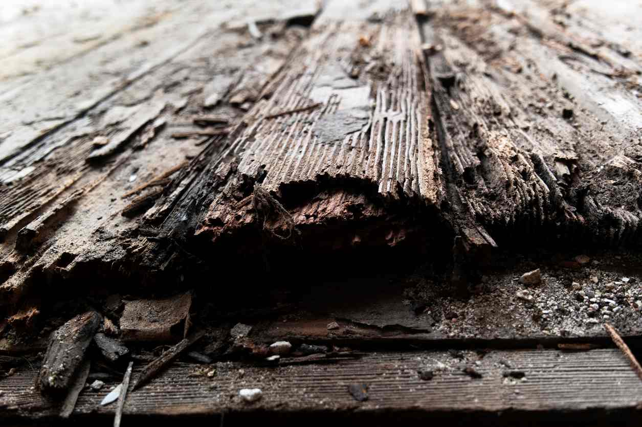 Old, damaged wood that has rotted away.
