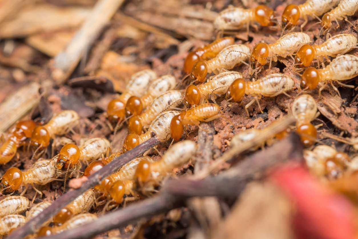 Many termites crawl over rough, woody terrain.