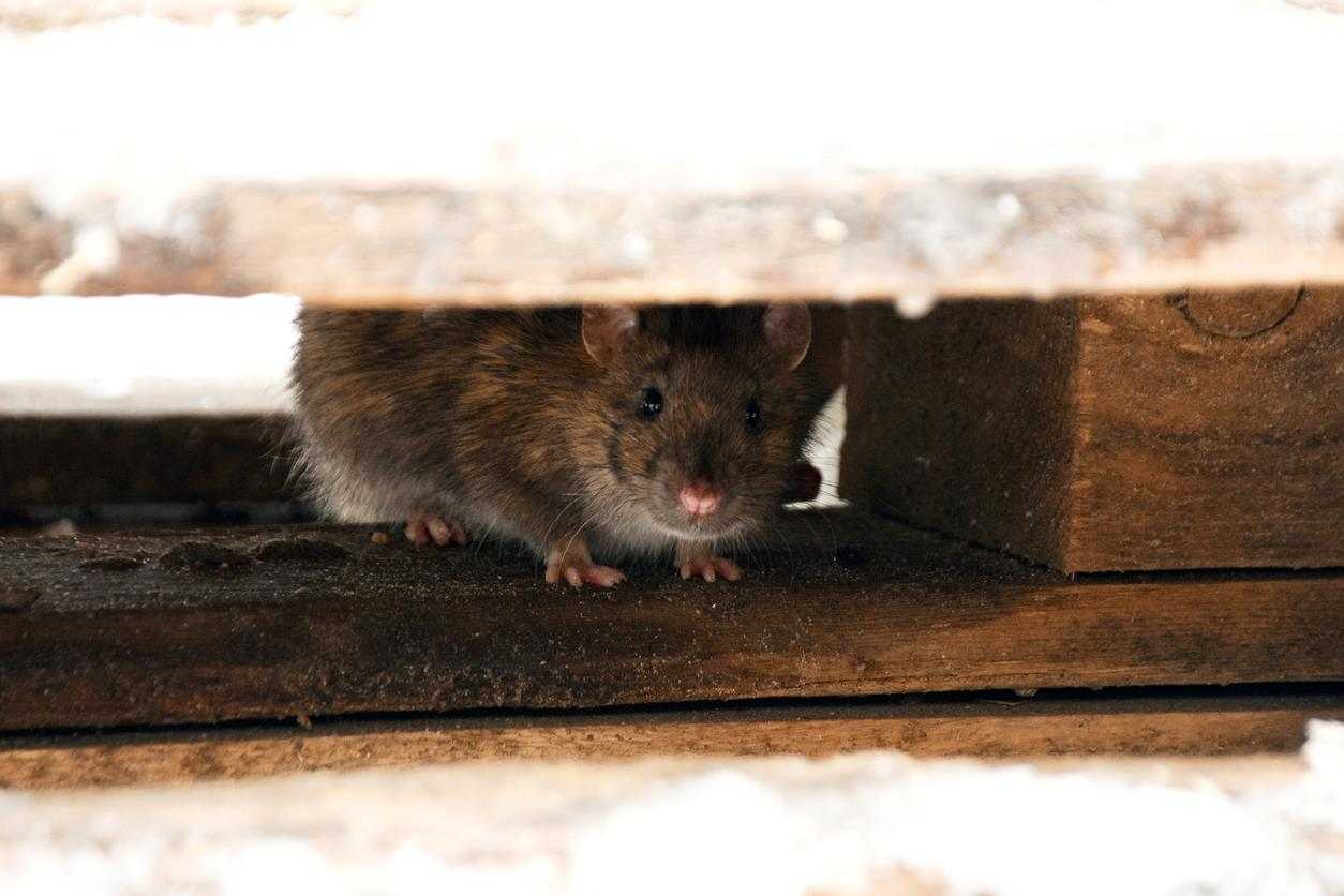 A mouse hiding underneath a piece of wood