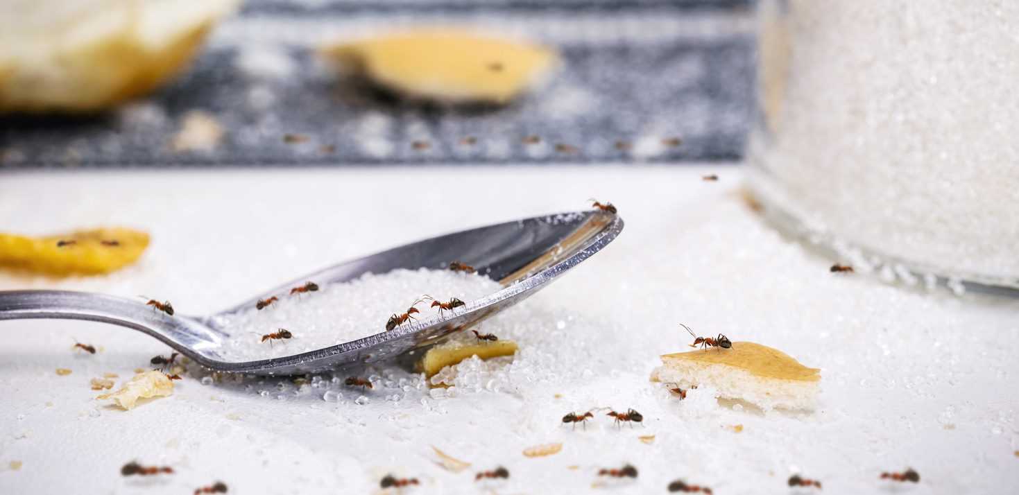 A group of ants stands in the middle of a DIY sugar trap.