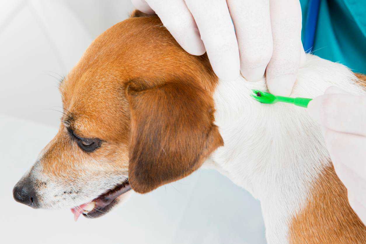 A veterinarian removes a tick from a dog’s fur with a green tool