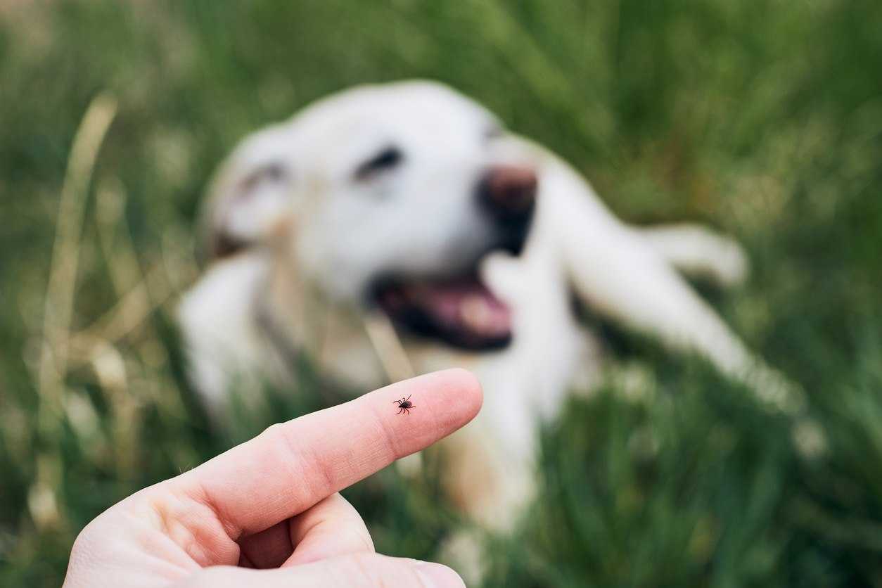 A photo of a tick on a person’s finger, with a dog in the background