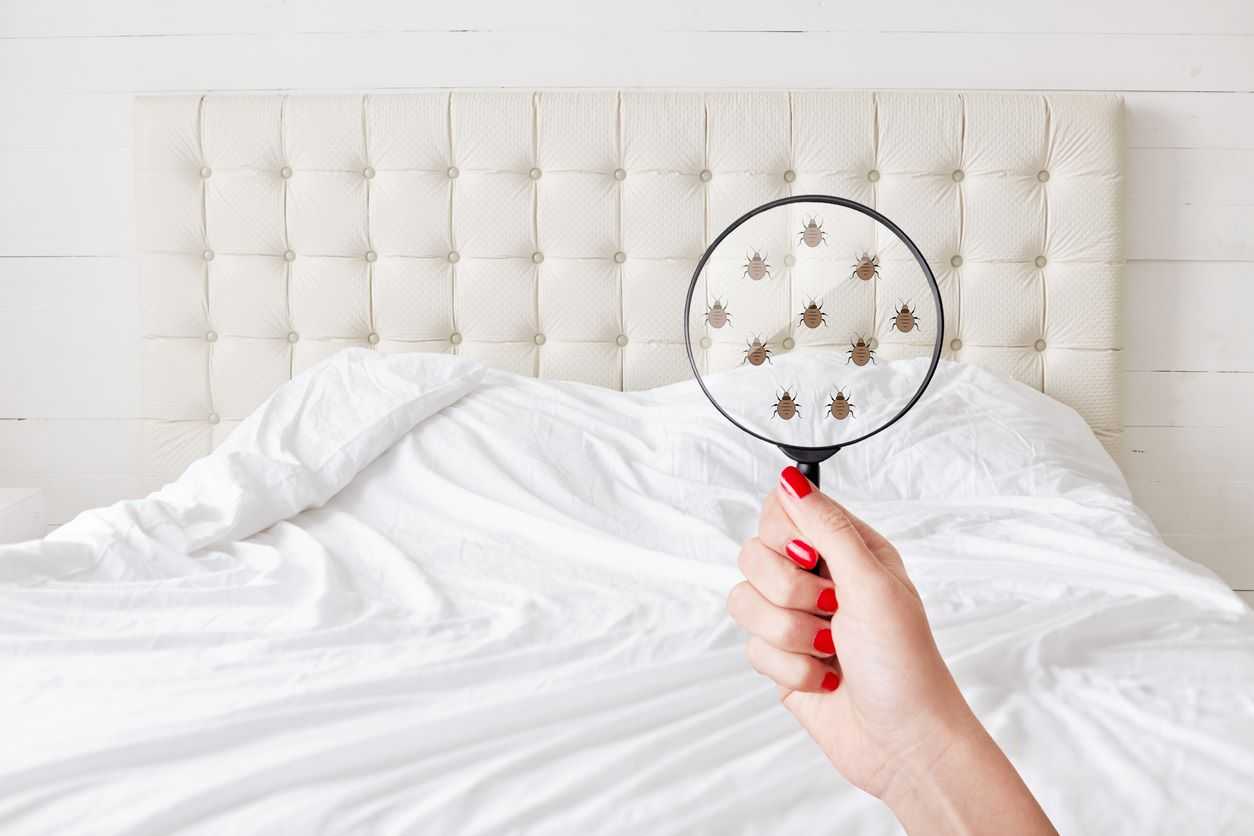 A magnifying glass identifying bedbugs on a hotel bed