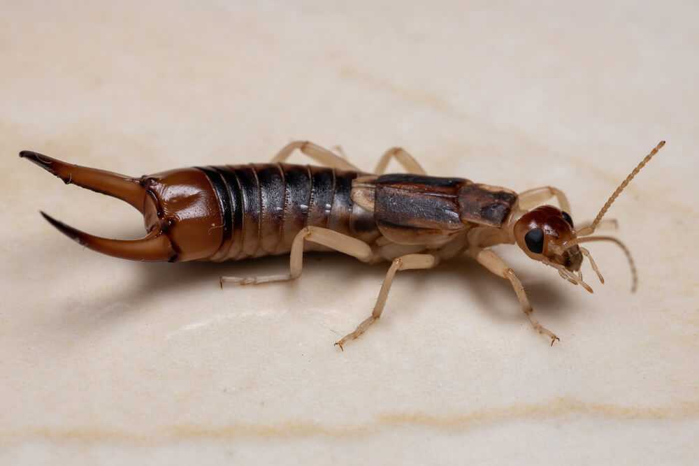 Effective Strategies for Earwig Control and Prevention