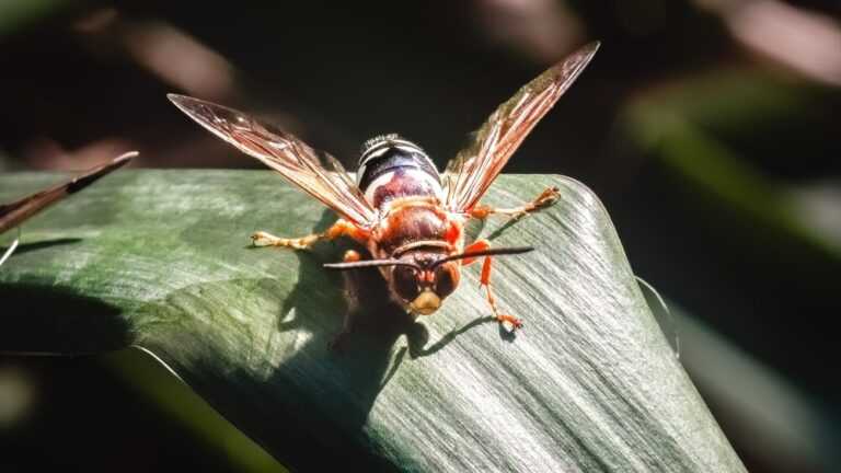 Cicada Killer Wasps What They Are And Should You Worry Cicada Killer Pest Control 768x432 