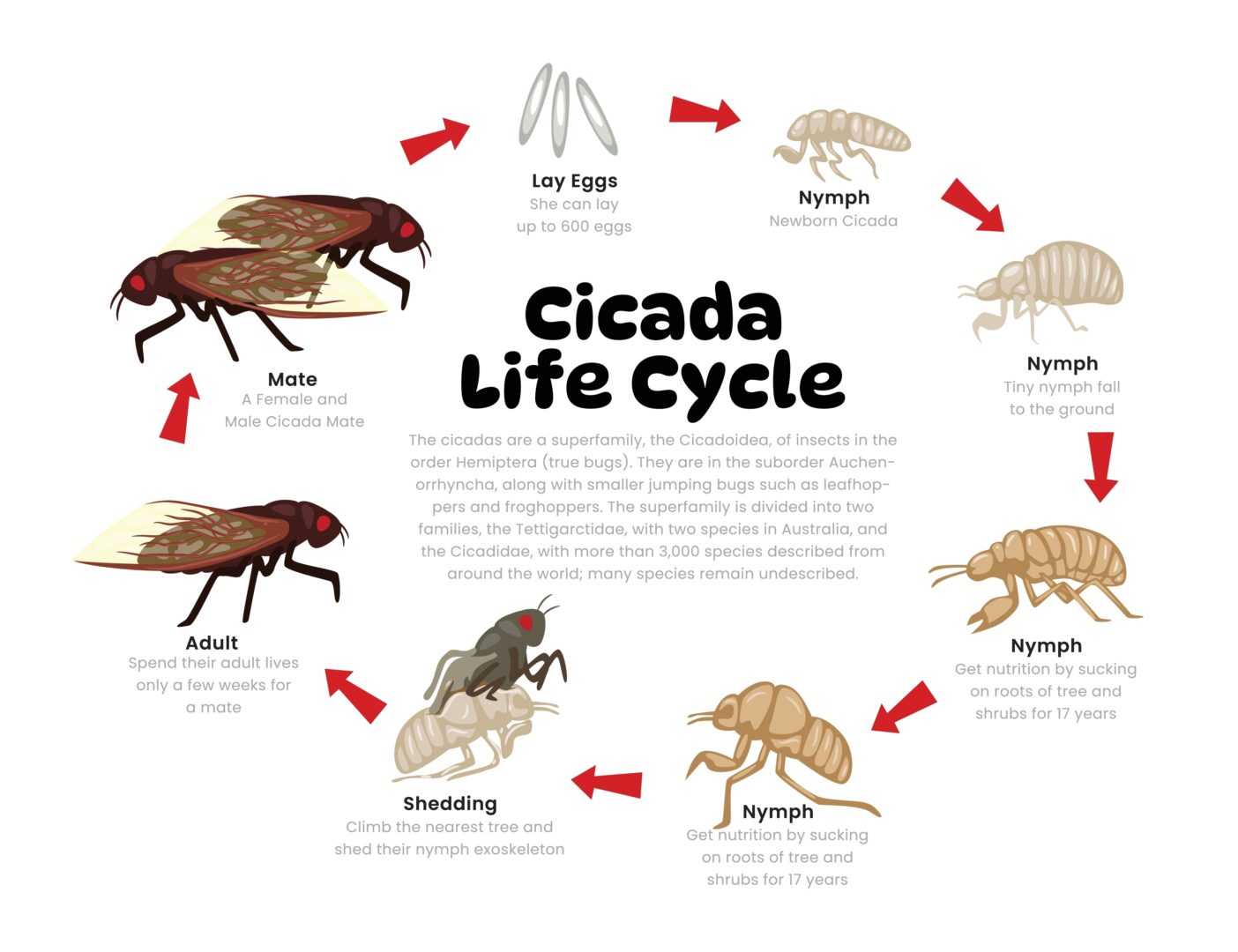 Cicadas 2025 Guide To Their Arrival And Where They Are Found Cicadas 2025 Guide To Their Arrival And Where They Are Found
