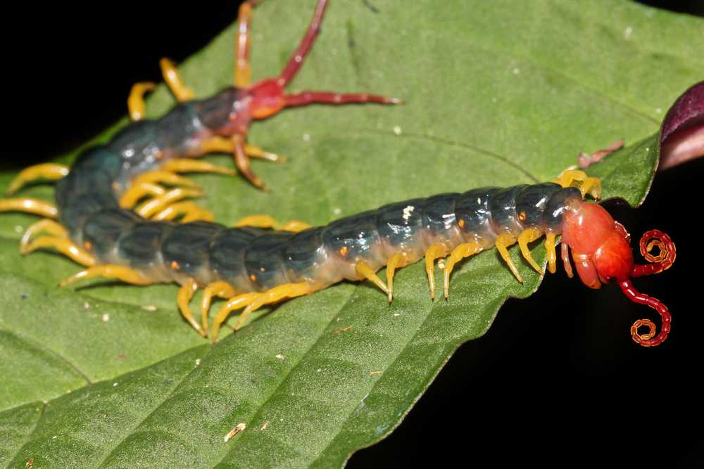 A poisonous centipede with a dark blue segmented body, yellow legs, and red head and antennae is crawling on a green leaf, highlighting the risks of encountering centipedes in the wild.
