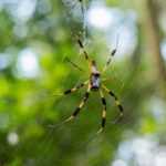 A large Banana Spider with long legs and striking orange and black markings is positioned in the center of its web against a blurred green background of foliage. Stay safe when observing these fascinating arachnids outdoors.