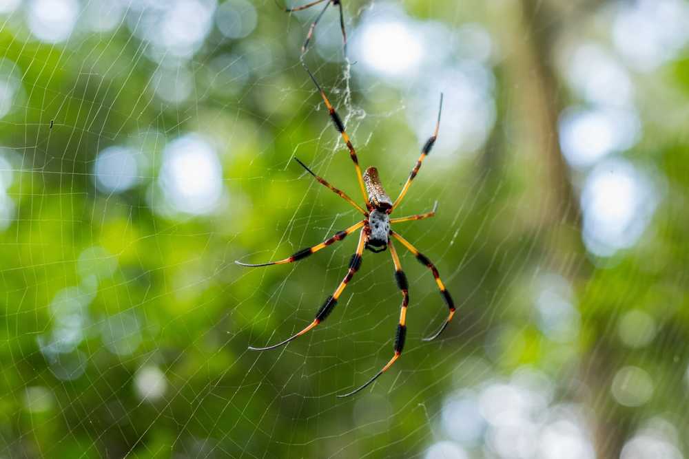 A large Banana Spider with long legs and striking orange and black markings is positioned in the center of its web against a blurred green background of foliage. Stay safe when observing these fascinating arachnids outdoors.