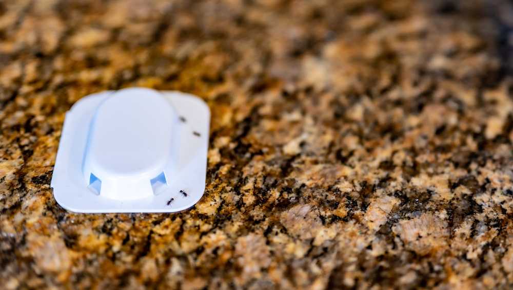 An Ants Out bait trap sits on a brown and black speckled countertop, with several ants crawling near its openings—a simple solution for anyone seeking the best ant repellent.