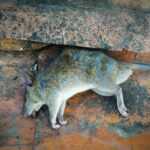 A dead rat, possibly affected by effective rat poison, lies on its side atop a weathered, reddish-brown stone surface, partially beneath a slab. Its fur appears unkempt and its eyes are partially open.