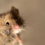 Close-up view of a brown mouse with visible whiskers and a pink nose, looking toward the camera—a reminder of the importance of effective mice control against a plain, blurred background.