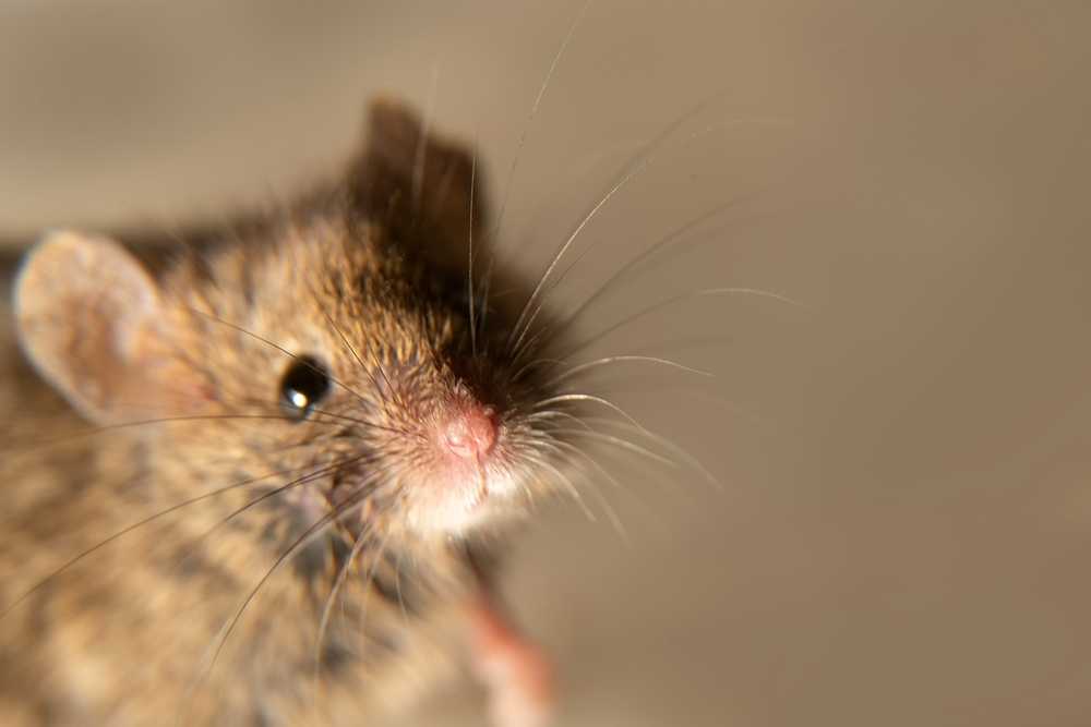 Close-up view of a brown mouse with visible whiskers and a pink nose, looking toward the camera—a reminder of the importance of effective mice control against a plain, blurred background.