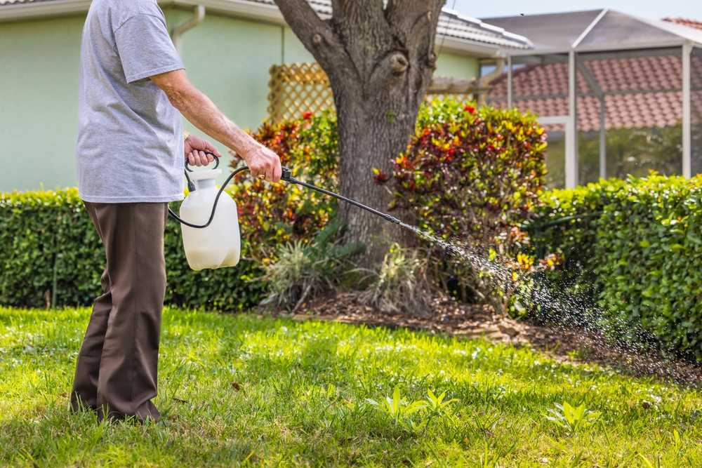 A person sprays weed killer from a garden sprayer onto grass in a yard, standing near hedges and a tree, helping maintain a healthy yard with lush lawns. A house and beautiful landscaping are visible in the background.