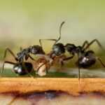 Close-up view of two black ants working together to carry a small piece of food on a surface with a green and brown background.