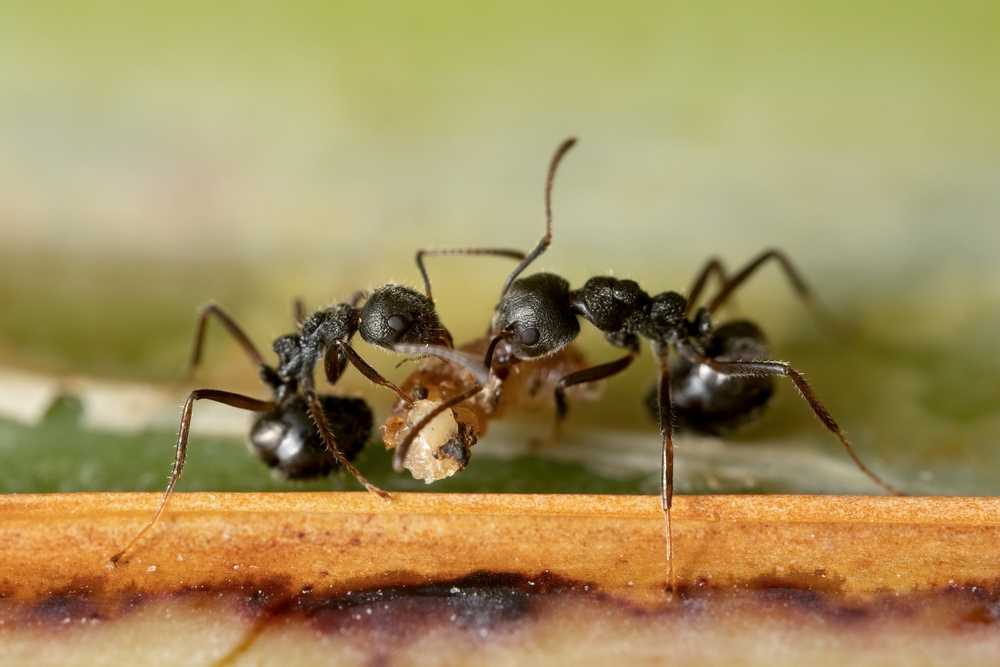 Close-up view of two black ants working together to carry a small piece of food on a surface with a green and brown background.