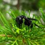 A close-up of a large black hornet resting on the bright green needles of a coniferous plant, with the background softly blurred to highlight the insect and foliage—perfect for identification or learning safety tips.