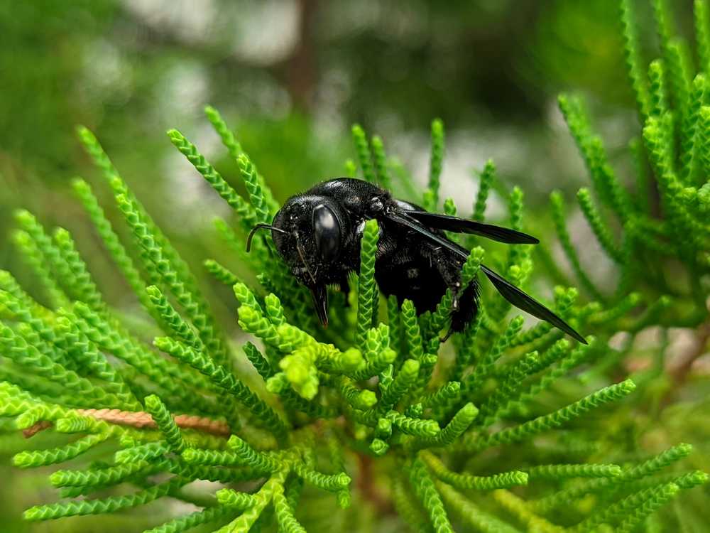 Black Hornet Facts Identification Risks Safety Tips