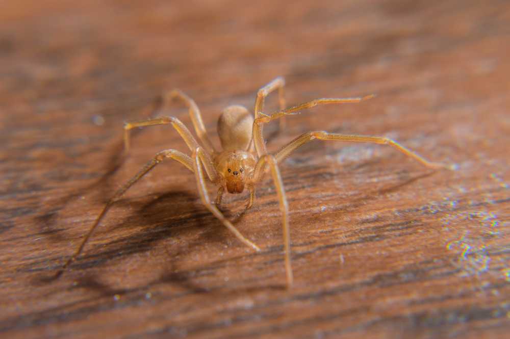 Close-up of a light brown spider with long legs on a wooden surface, facing the camera. The wood grain is visible in the background, highlighting the typical Brown Recluse Size and appearance.