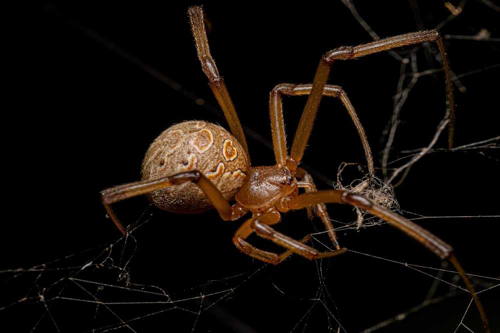 A close-up view of a Brown Widow Spider with patterned markings on its abdomen, perched on a web against a black background. The spider's legs are extended, and fine web strands are visible around it—an intriguing glimpse into spider facts.