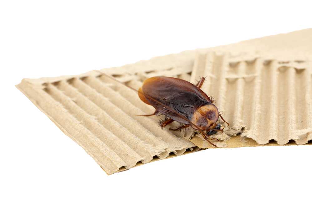 A brown cockroach is standing on pieces of corrugated cardboard against a white background.