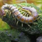 A brown centipede with numerous yellow legs crawls across a moss-covered rock, highlighting key differences from a millipede. The background is blurred with green and yellow tones.
