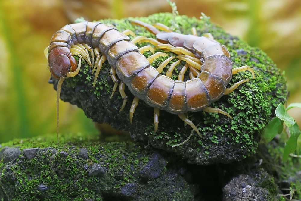 A brown centipede with numerous yellow legs crawls across a moss-covered rock, highlighting key differences from a millipede. The background is blurred with green and yellow tones.