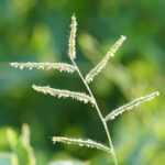 Close-up of a single spot Dallisgrass stem with multiple thin, spiky branches against a blurred green background, highlighting the importance of proper weed control.