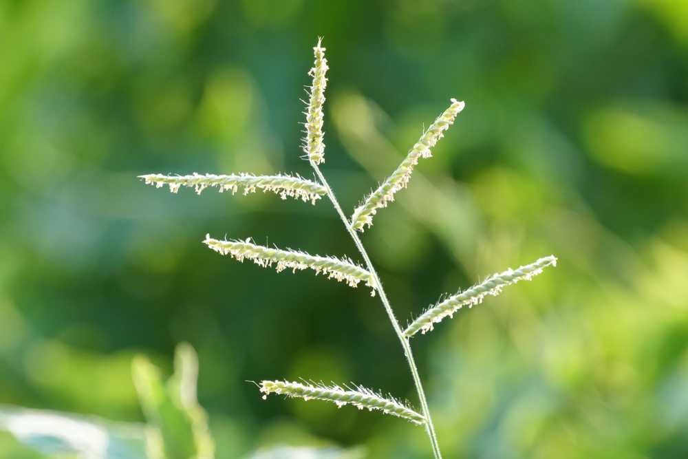 Close-up of a single spot Dallisgrass stem with multiple thin, spiky branches against a blurred green background, highlighting the importance of proper weed control.