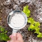 A hand holds a metal sifter filled with white powder over soil in a garden bed, with green plants and sprinkled powder visible on the soil.