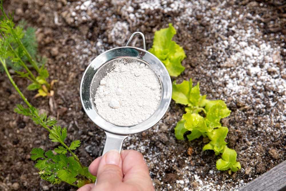 A hand holds a metal sifter filled with white powder over soil in a garden bed, with green plants and sprinkled powder visible on the soil.