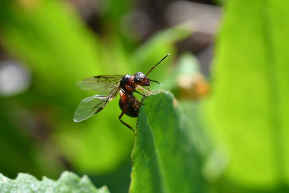 A close-up view of a flying ant, possibly a queen ant beginning her colony life cycle, with transparent wings perched on the edge of a green leaf, surrounded by blurred green foliage in a natural outdoor setting.