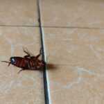A dead cockroach lies on its back on a tiled floor with beige and white marbled tiles and dark grout lines, offering a chance to wonder: do cockroaches bite? Discover more cockroach bite information here.