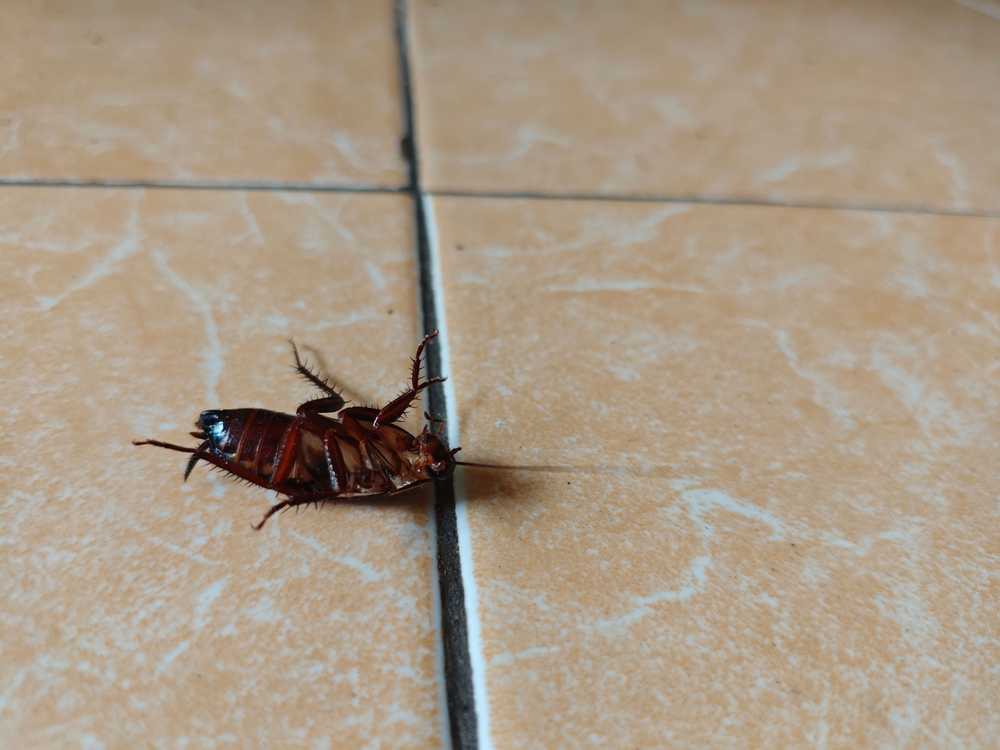 A dead cockroach lies on its back on a tiled floor with beige and white marbled tiles and dark grout lines, offering a chance to wonder: do cockroaches bite? Discover more cockroach bite information here.