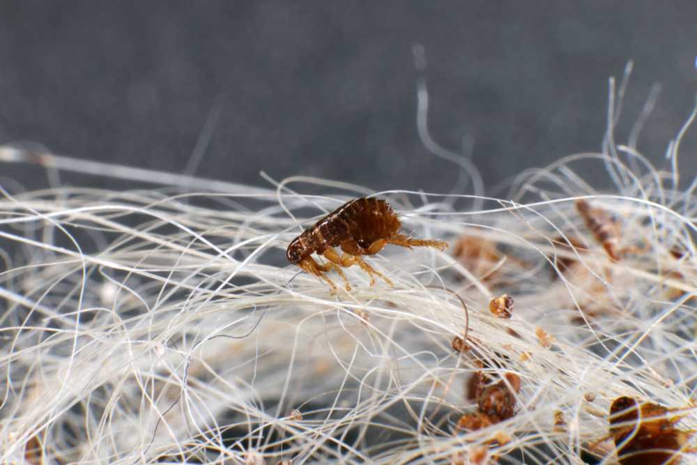 A close-up view of a flea with a dark brown body on tangled white hairs, showing how fleas move among the strands, with other small debris visible in the background.