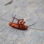 A brown cockroach lies on its back with legs curled upwards on a cracked, gray concrete surface—an example of typical roach behavior.