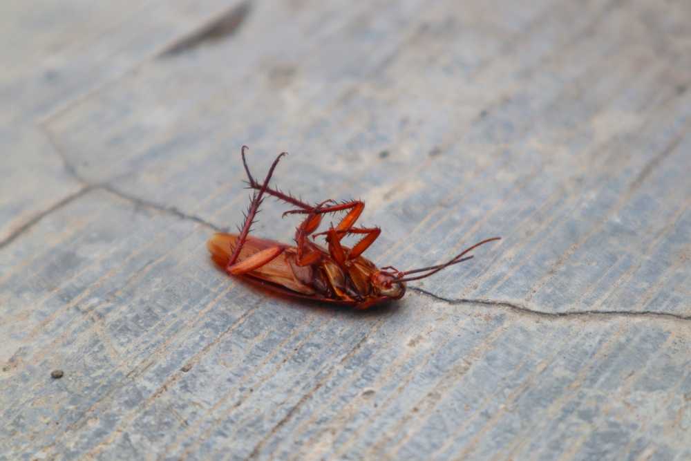 A brown cockroach lies on its back with legs curled upwards on a cracked, gray concrete surface—an example of typical roach behavior.