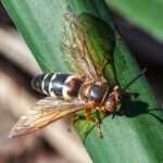 A close-up view of an Eastern Cicada Killer with translucent wings, a black-and-white striped abdomen, and brown markings, perched on a green leaf in sunlight.