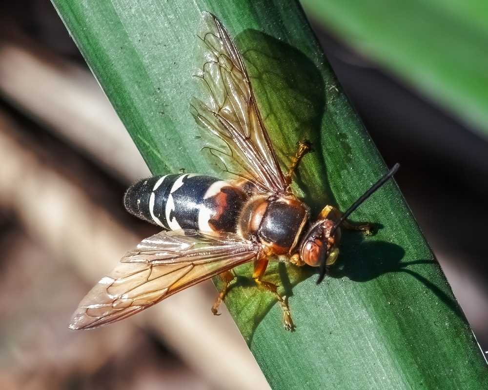 A close-up view of an Eastern Cicada Killer with translucent wings, a black-and-white striped abdomen, and brown markings, perched on a green leaf in sunlight.