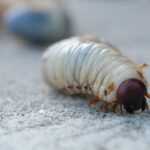 Close-up of a white beetle larva with a brown head and small legs crawling on a textured gray surface, highlighting the need for effective grub worm control. Other blurry larvae are visible in the background.