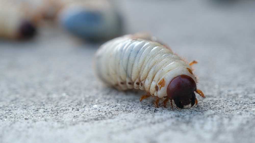 Close-up of a white beetle larva with a brown head and small legs crawling on a textured gray surface, highlighting the need for effective grub worm control. Other blurry larvae are visible in the background.