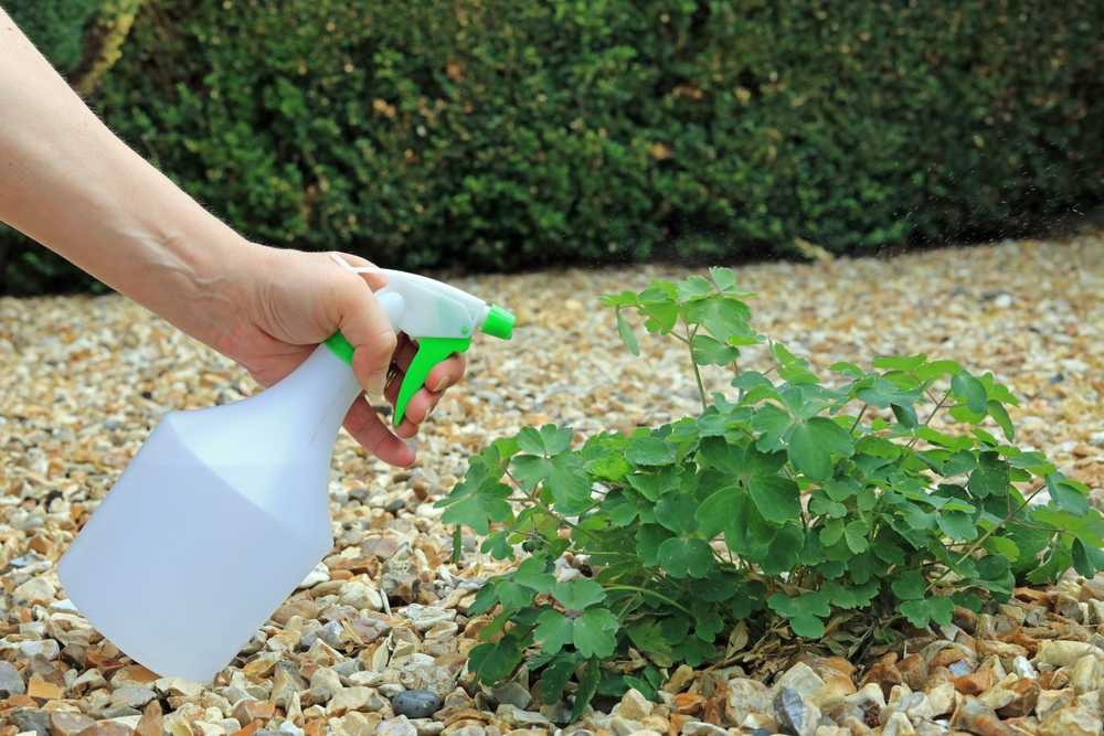 A hand holds a white spray bottle with a green nozzle, applying Weed Killer Spray onto a leafy green plant among small rocks in a garden. The background features a hedge, highlighting effective weed control as part of your lawn care routine.