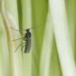 A close-up of a small black fungus gnat perched on a vertical green plant stem, with other blurred green stems in the background—useful to identify fungus gnat and monitor steps to control fungus gnat infestations.