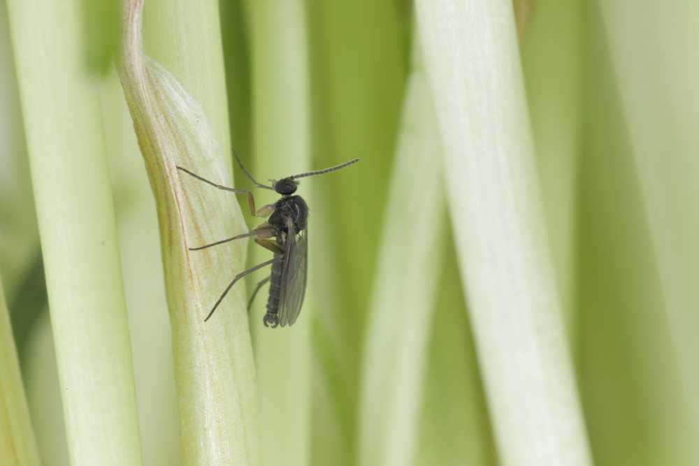 A close-up of a small black fungus gnat perched on a vertical green plant stem, with other blurred green stems in the background—useful to identify fungus gnat and monitor steps to control fungus gnat infestations.