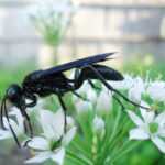 A black wasp is perched on a cluster of small white flowers in an outdoor garden, with a blurred wooden fence and green foliage in the background.