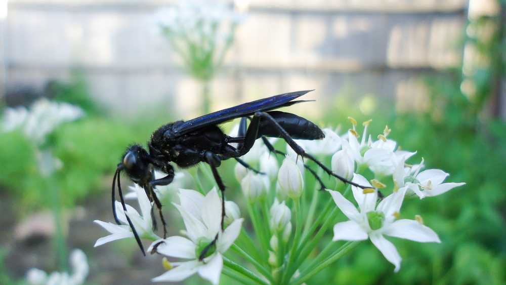 A black wasp is perched on a cluster of small white flowers in an outdoor garden, with a blurred wooden fence and green foliage in the background.