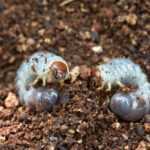 Two large white beetle larvae with brown heads are partially buried in dark, loose soil. Their segmented bodies are visible, and soil particles cling to them as they face each other closely.